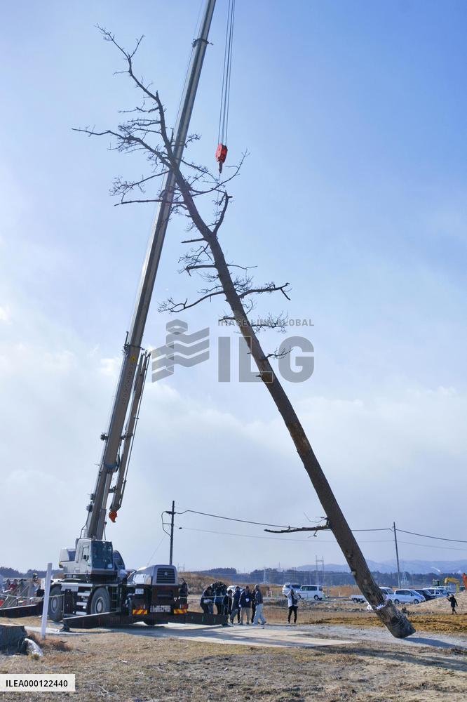 Farewell to pine in Fukushima, symbol of reconstruction