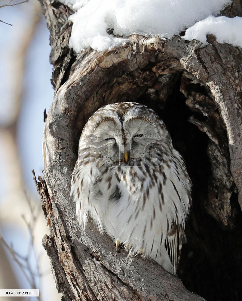 Owl in northern Japan park