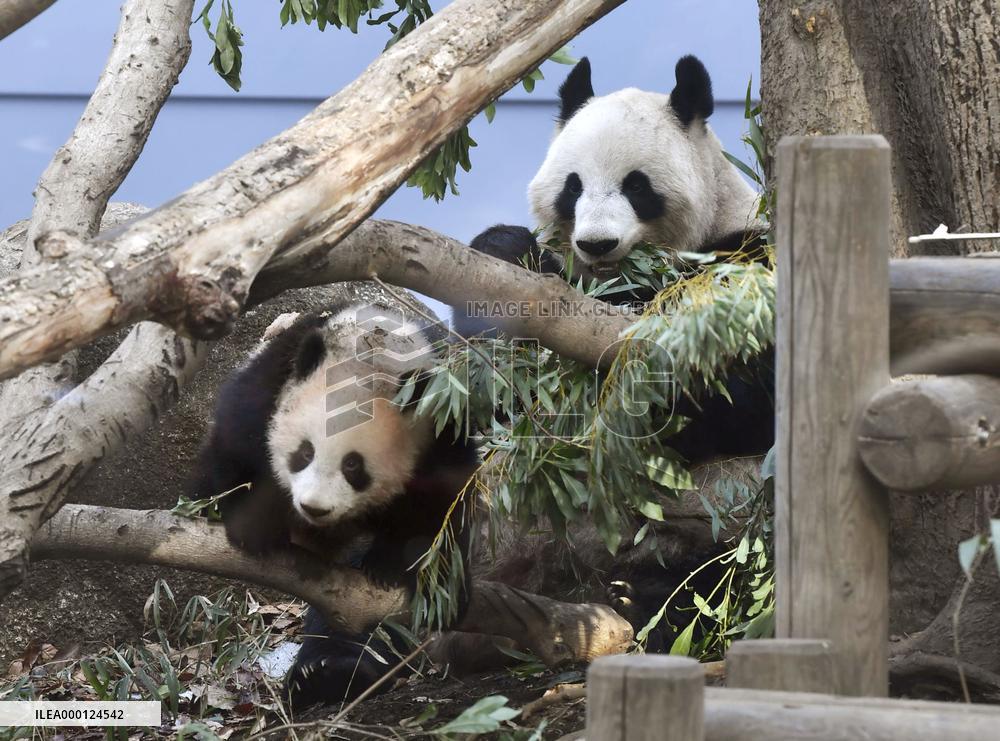 Giant panda cub at Tokyo zoo