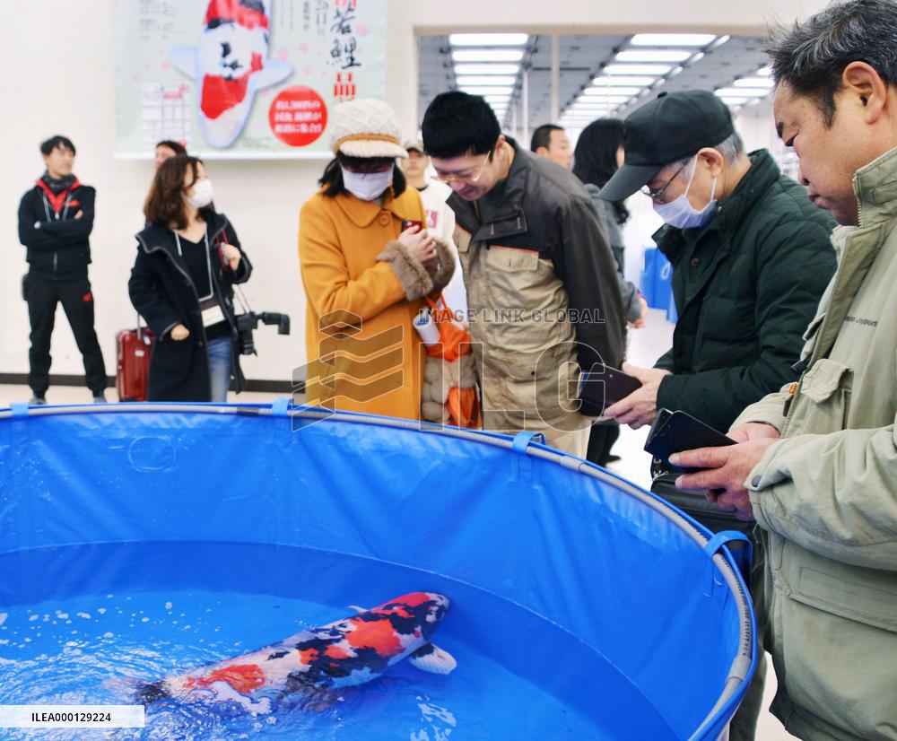Japan's Nishikigoi carp gaining popularity overseas