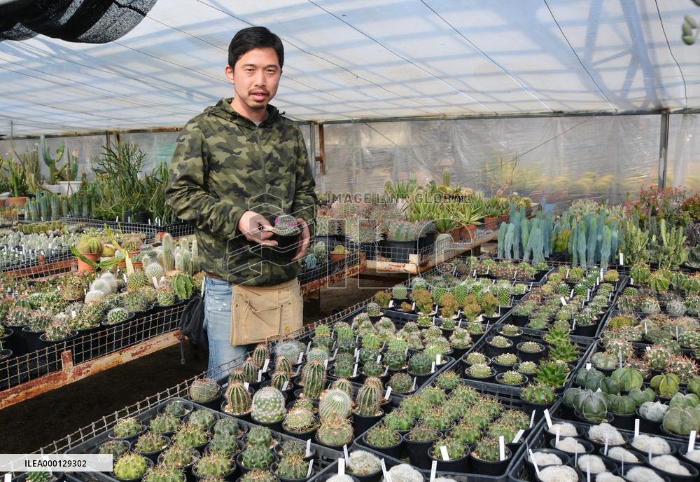 Japan city serving edible cactus to help raise profile