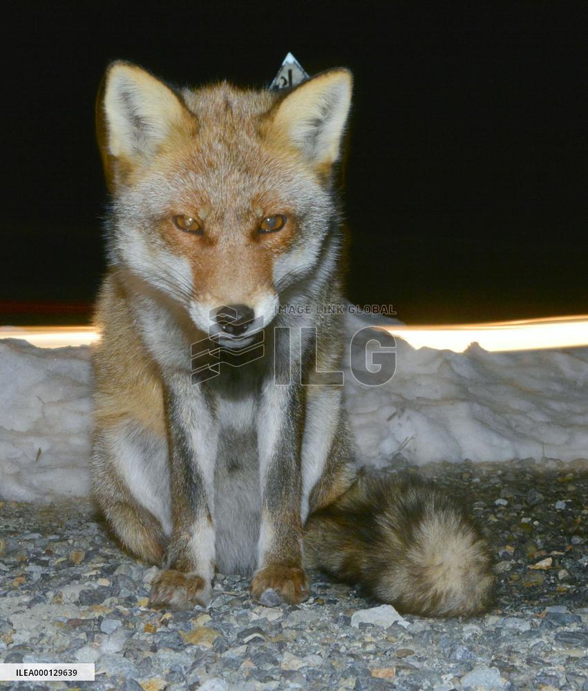 Wild animals at nuclear disaster sites