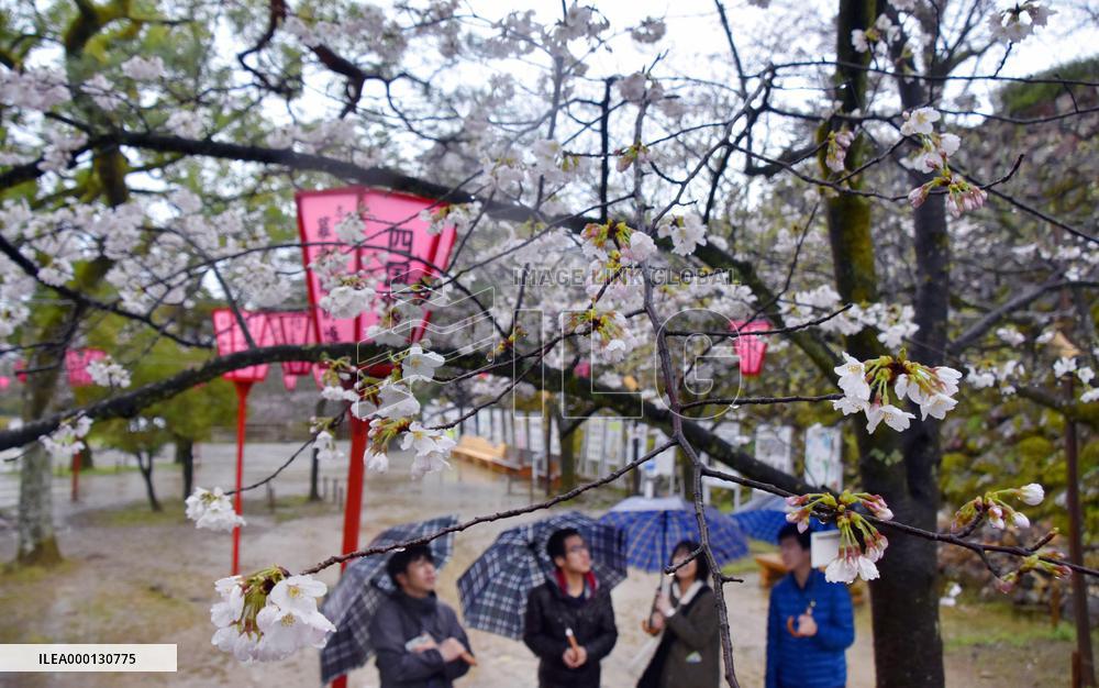 Cherry blossoms in full bloom in western Japan