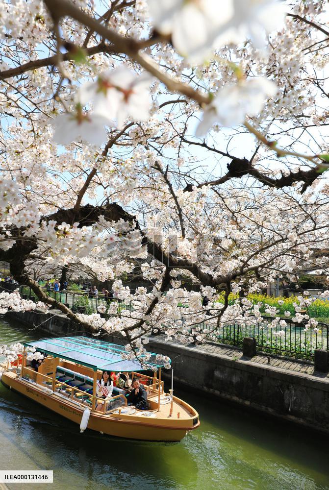 Cherry blossoms in Kyoto