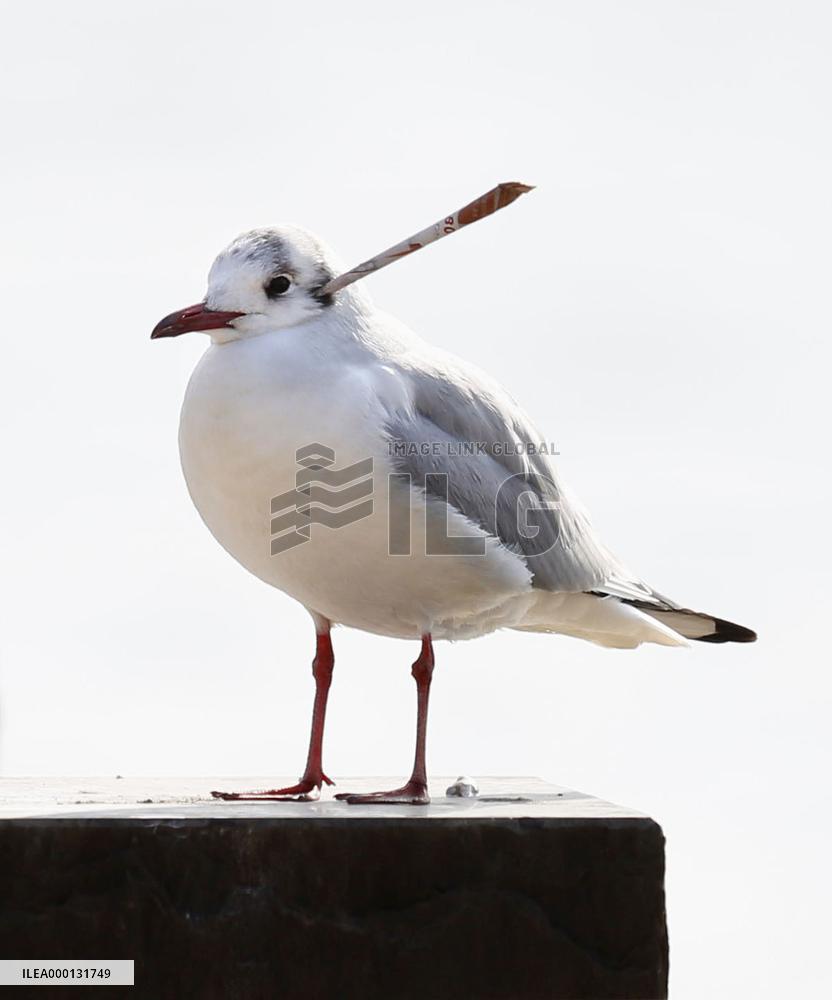 Black-headed gull in Japan