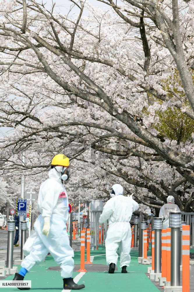 Cherry blossoms at Fukushima nuclear complex