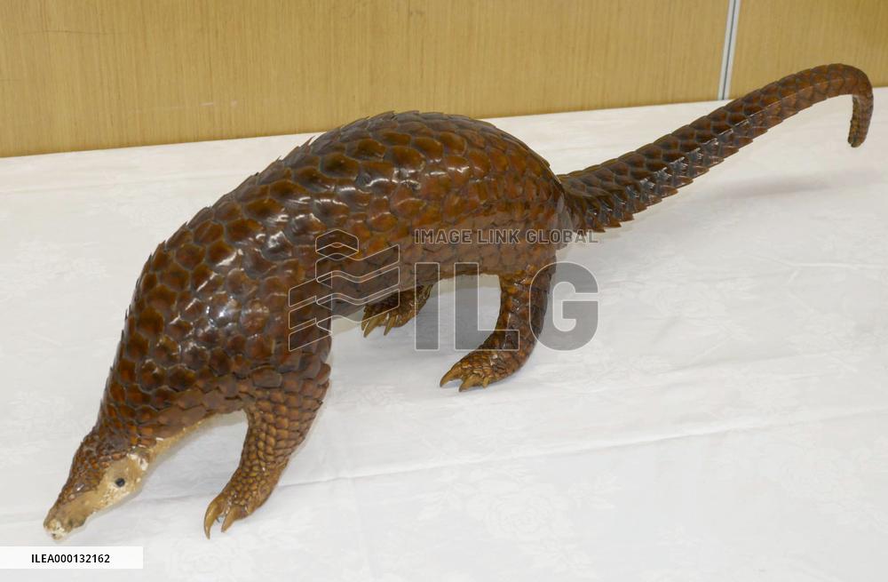 Man referred to prosecutors for auctioning stuffed pangolin