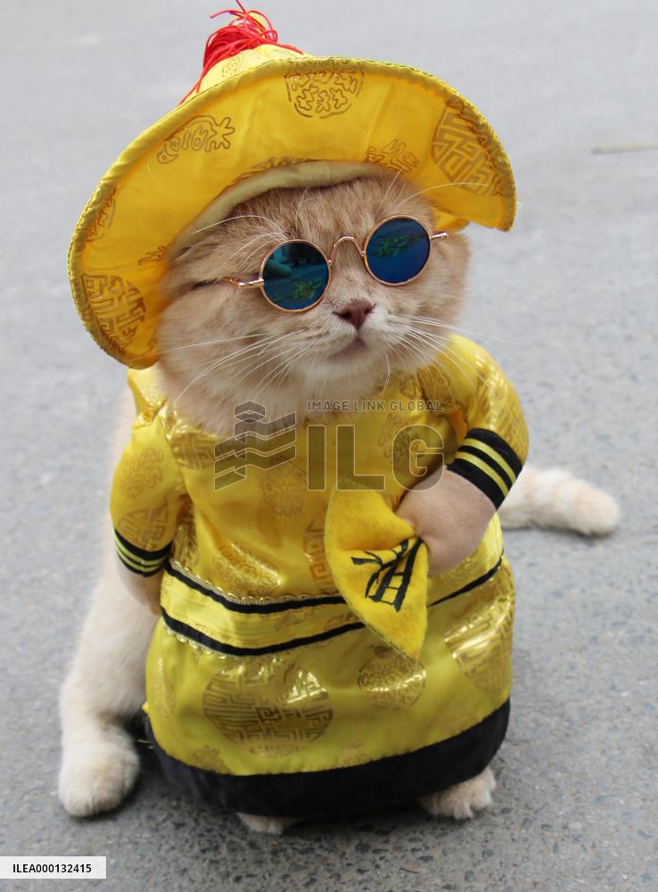 Vietnam's cosplay cat