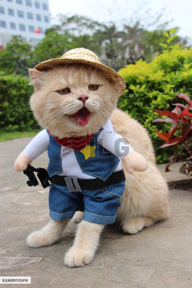 Vietnam's cosplay cat
