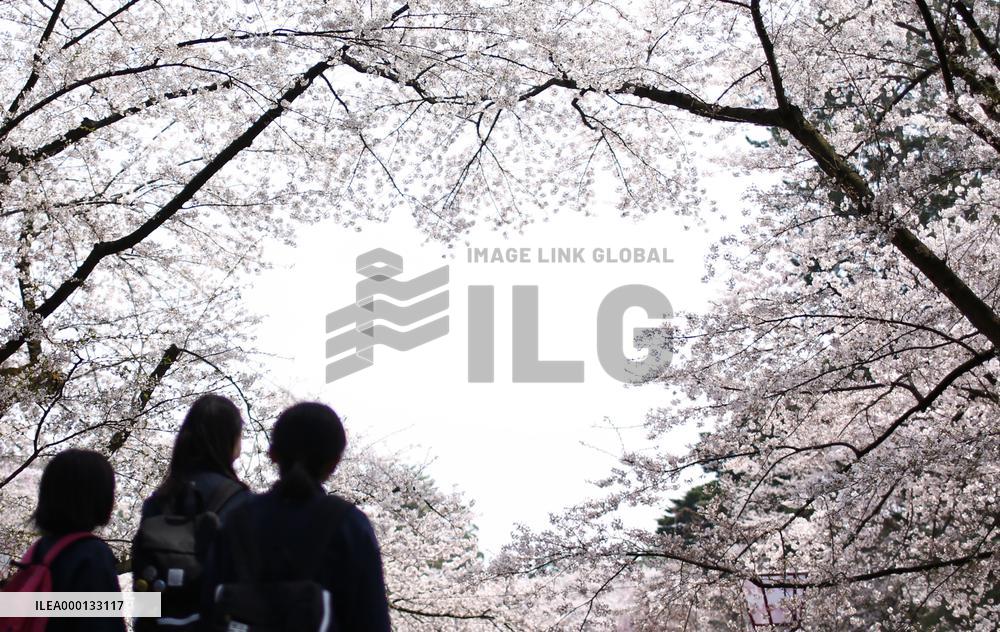 Cherry blossoms in Japan