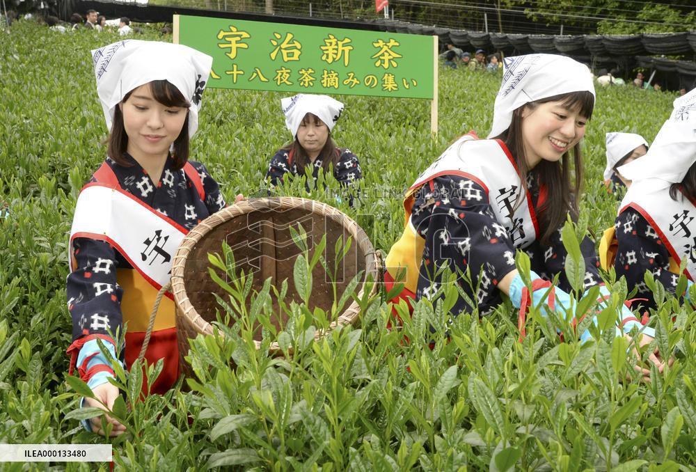 Tea picking in Kyoto