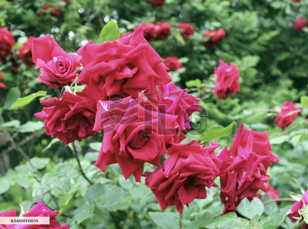 Yokohama English Garden