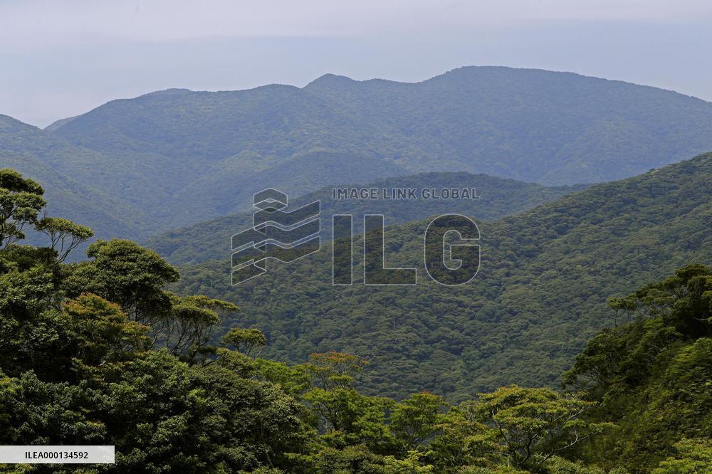 Subtropical forest in southern Japan