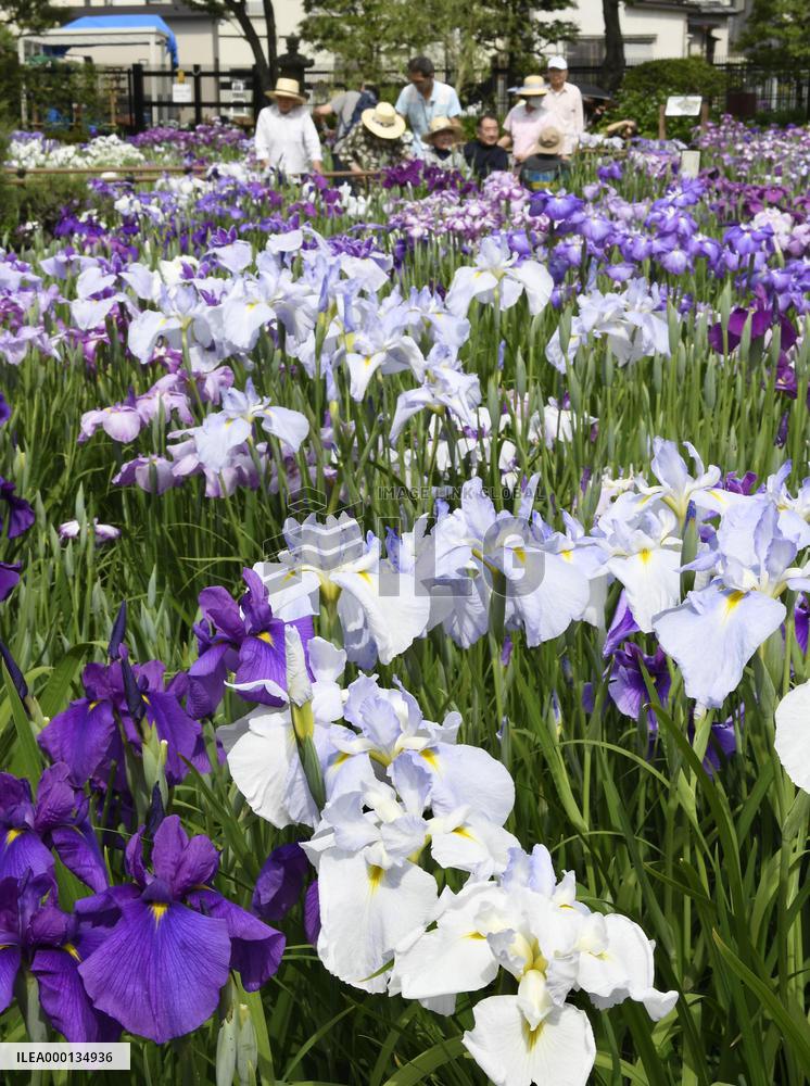 Iris flowers in full bloom in Tokyo