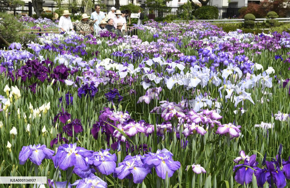 Iris flowers in full bloom in Tokyo