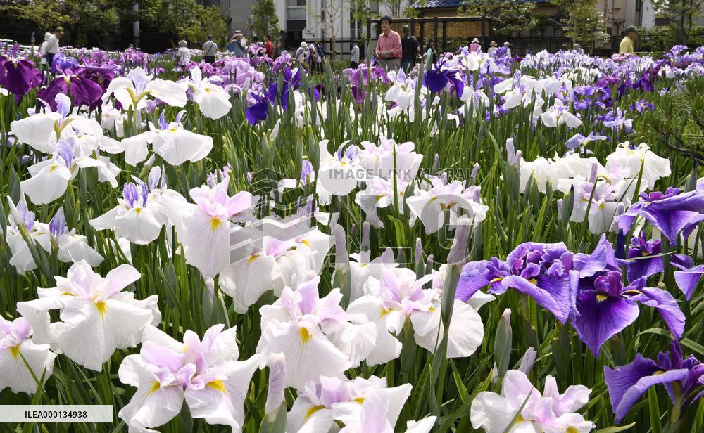 Iris flowers in full bloom in Tokyo
