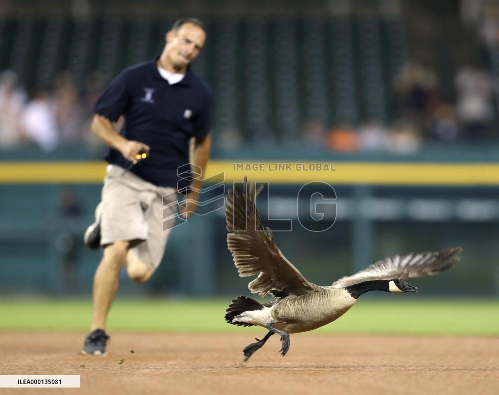 Baseball: Goose on the field
