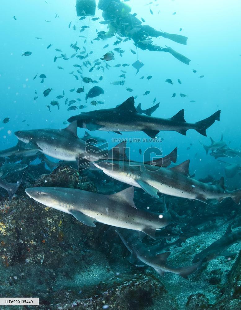 Banded houndsharks