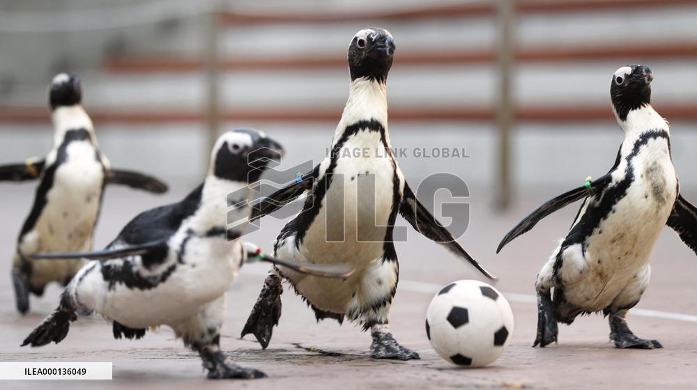 Football: Penguins football players