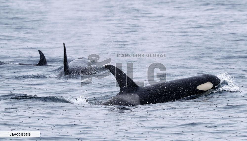 Killer whales seen in northern Japan
