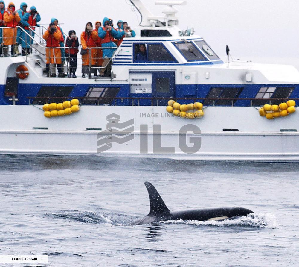 Killer whales seen in northern Japan