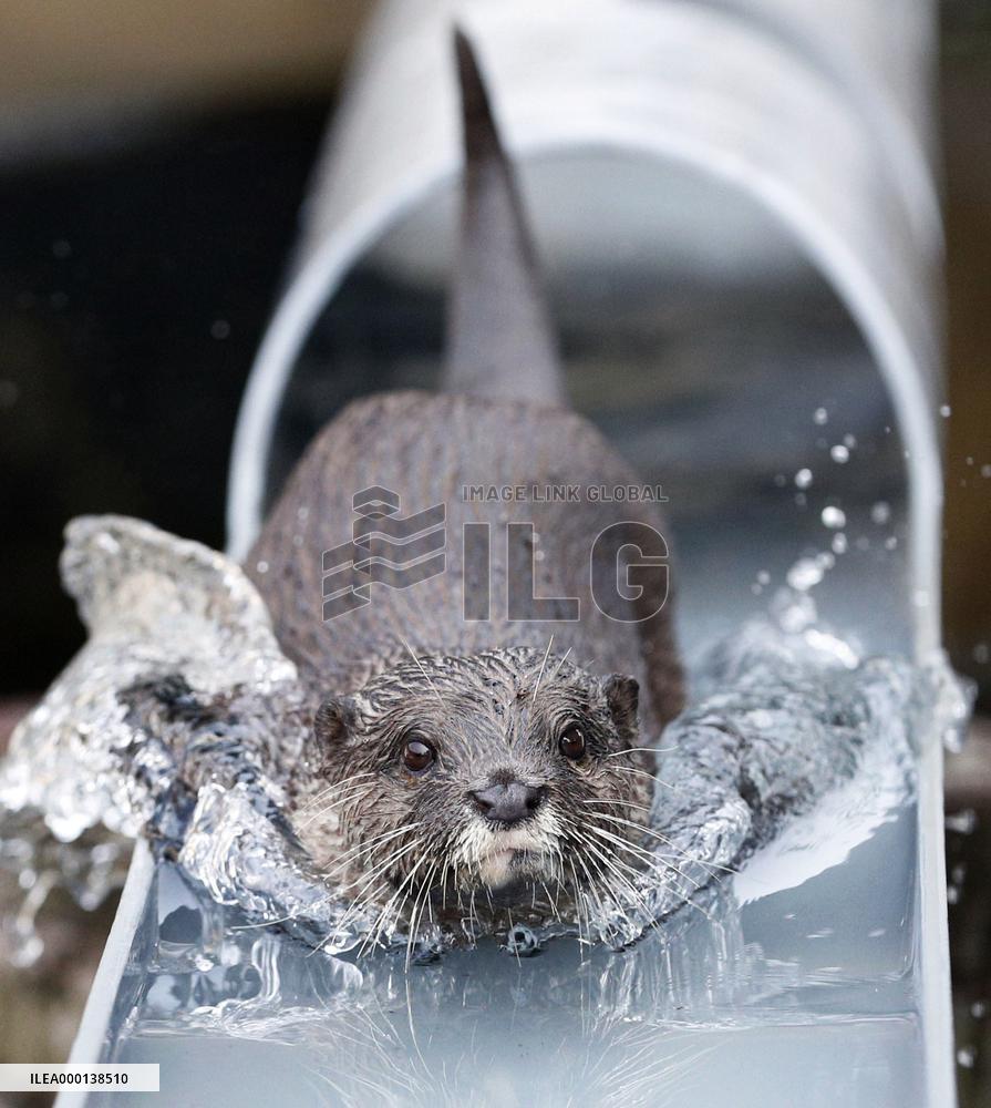 Otter bathing in Japan