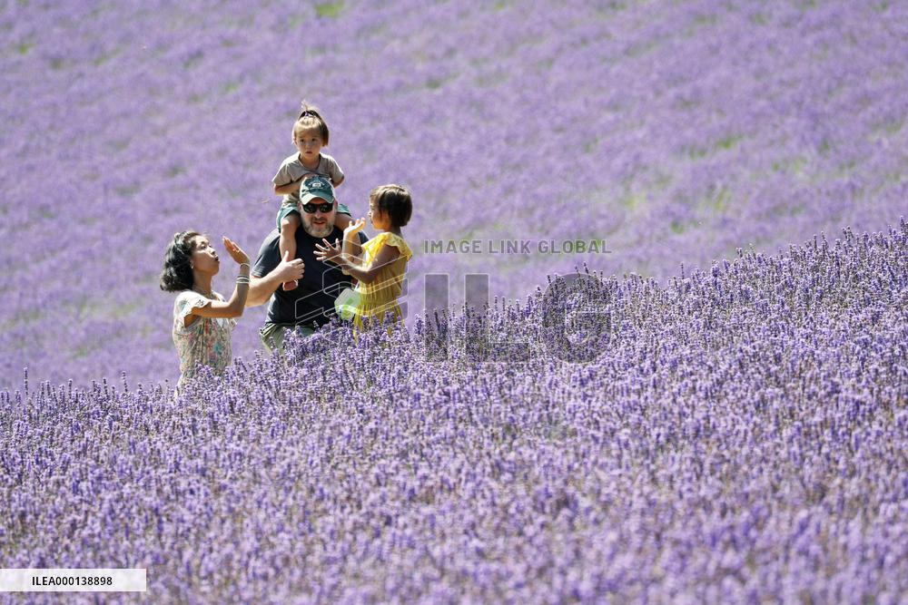 Lavender flowers bloom at Hokkaido farm