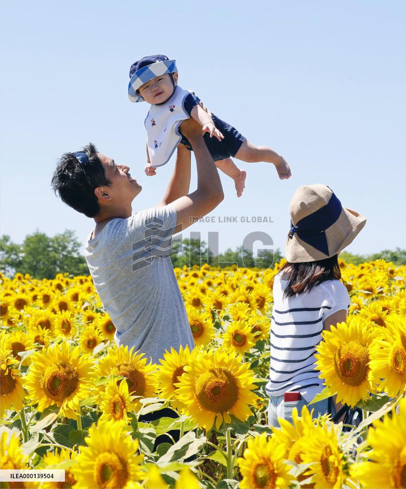 Sunflowers in full bloom in Hokkaido