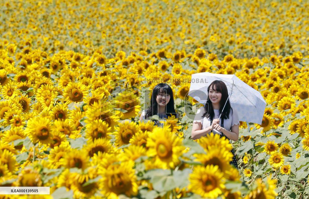 Sunflowers in full bloom in Hokkaido
