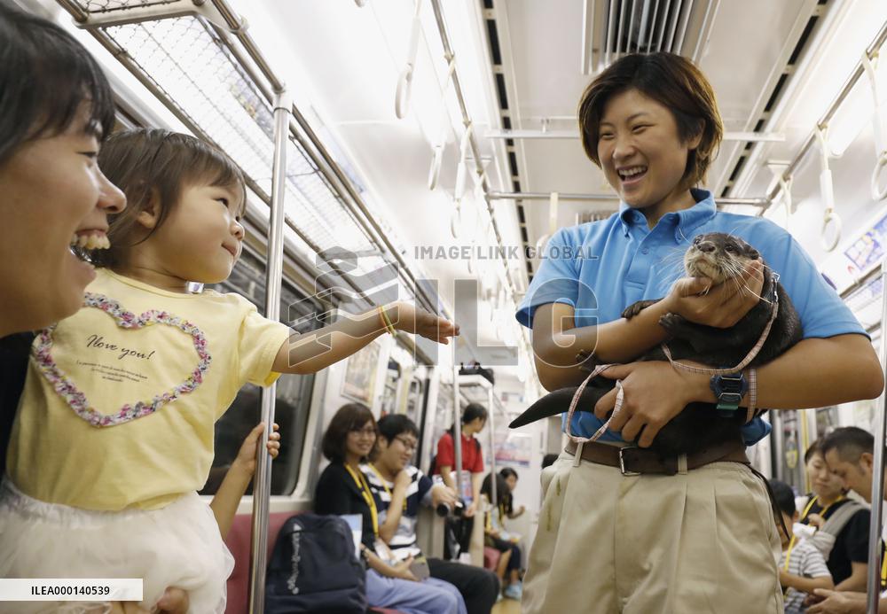 Otter in Japan train