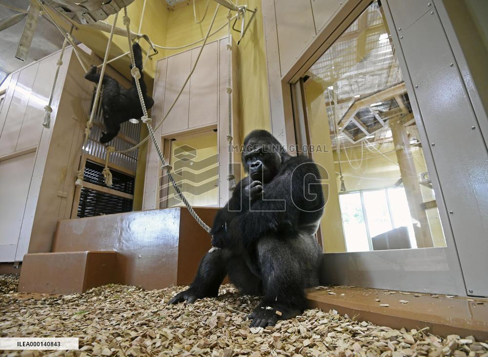 "Handsome gorilla" at Nagoya zoo