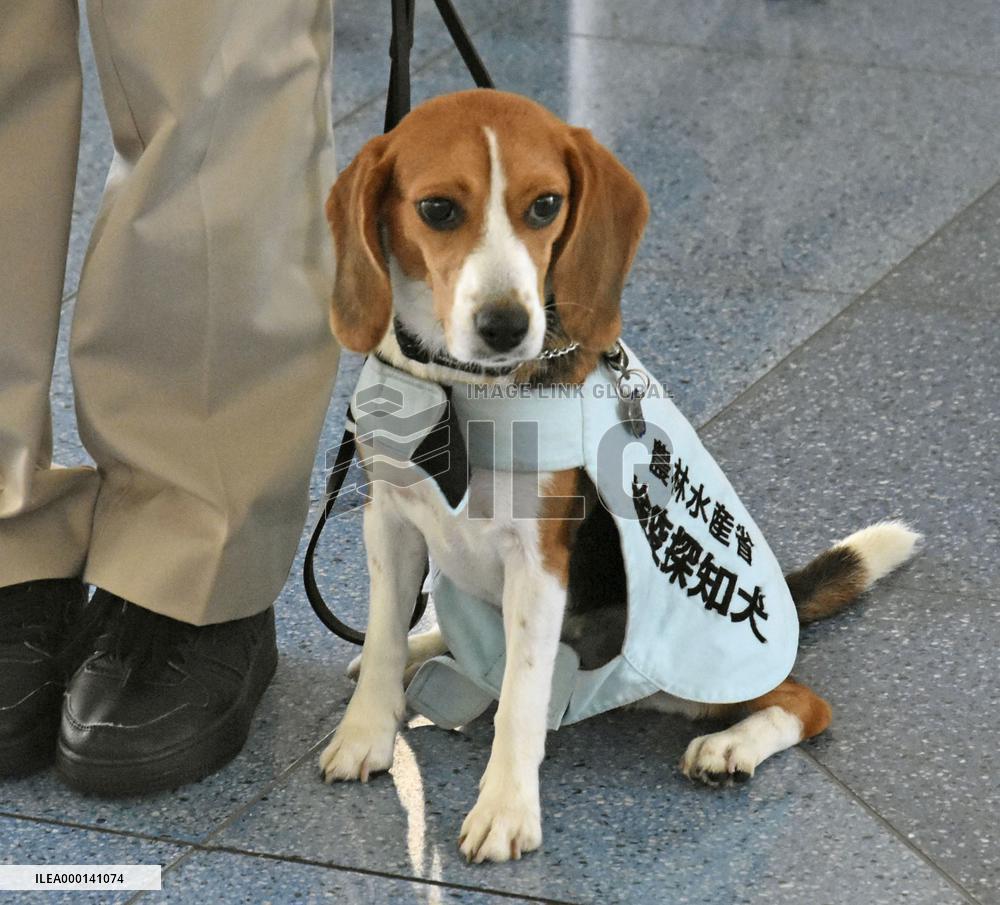 Sniffer dog at Tokyo's Haneda airport