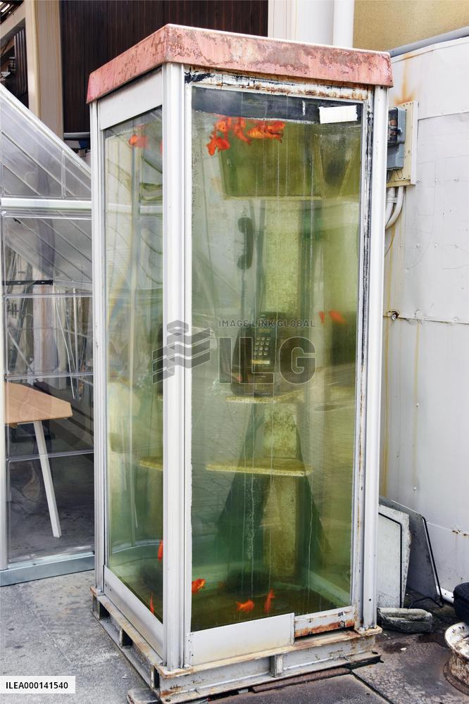 Goldfish-filled phone box