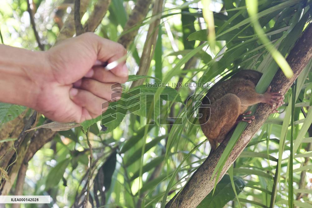 Tarsier in Philippines