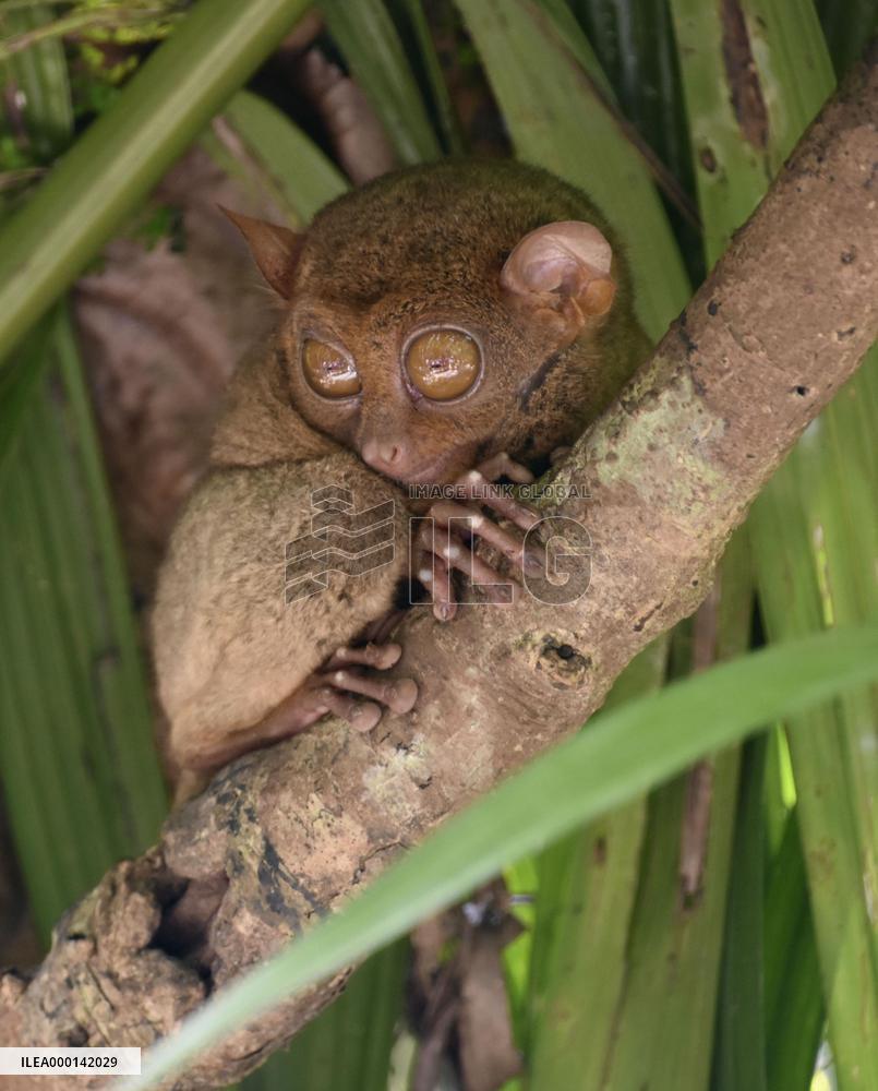 Tarsier in Philippines