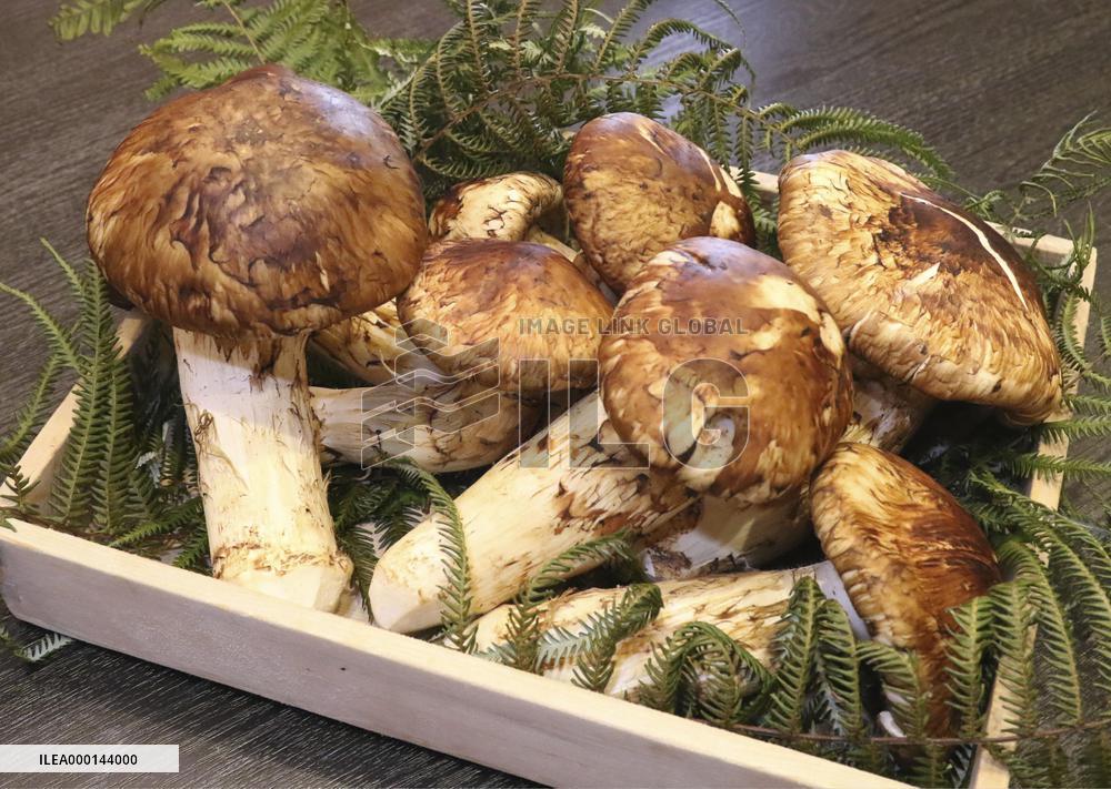 "Matsutake" mushrooms at Japanese restaurant