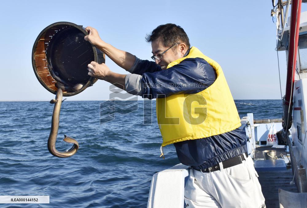 Endangered eels released to Japanese sea