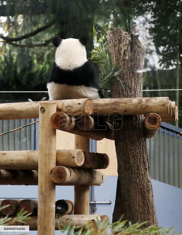 Panda at Tokyo zoo