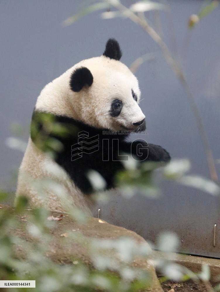Panda at Tokyo zoo