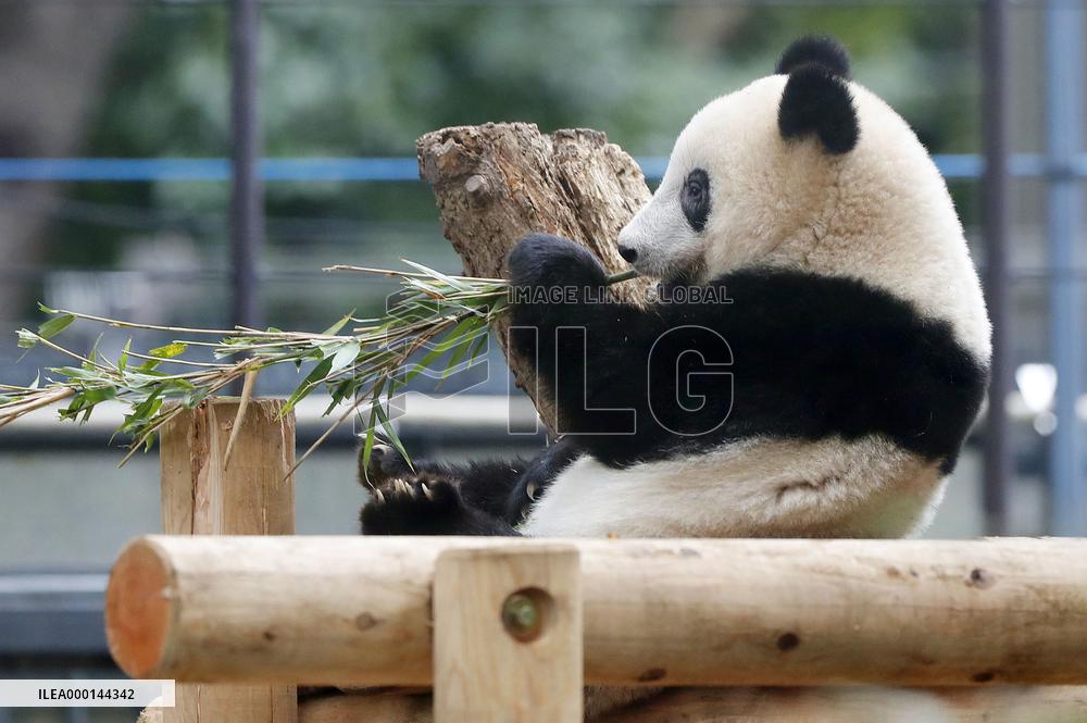 Panda at Tokyo zoo