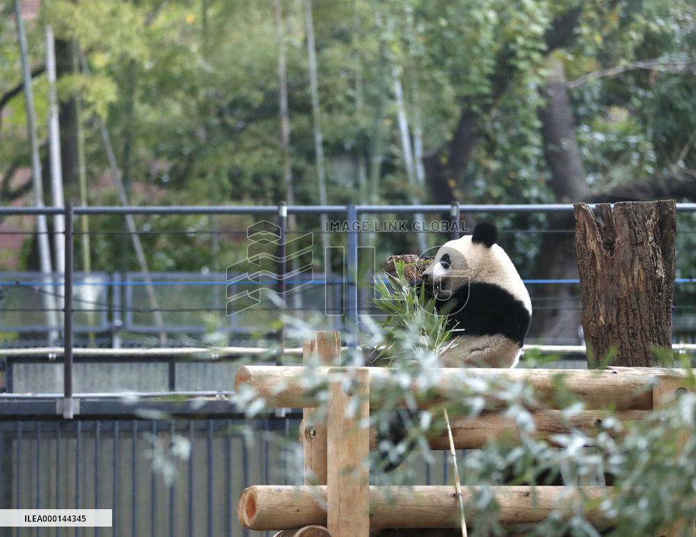 Panda at Tokyo zoo