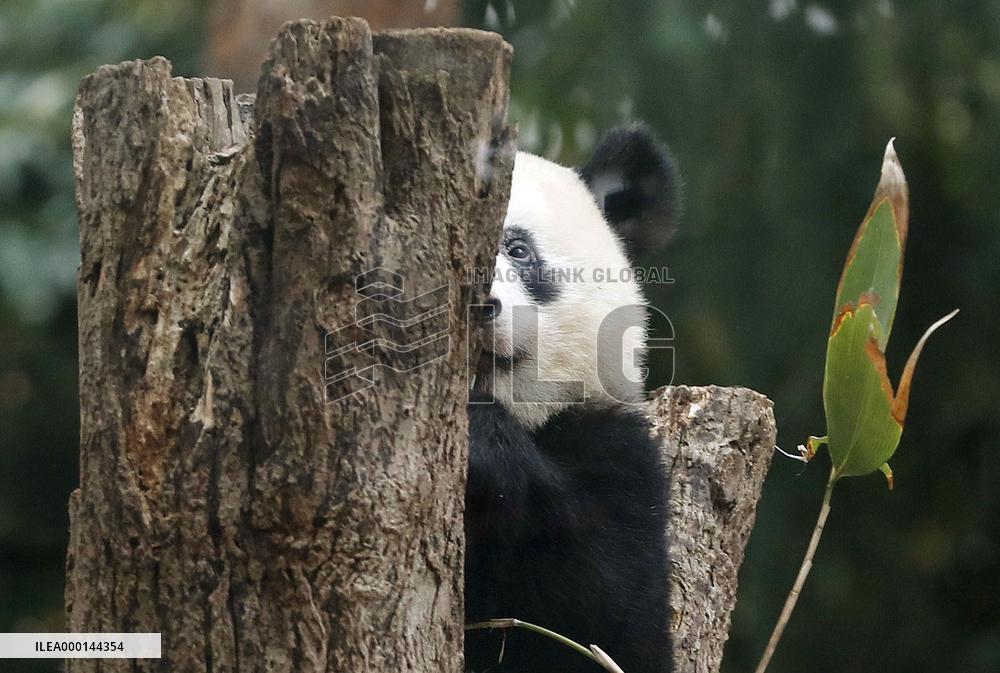 Panda at Tokyo zoo