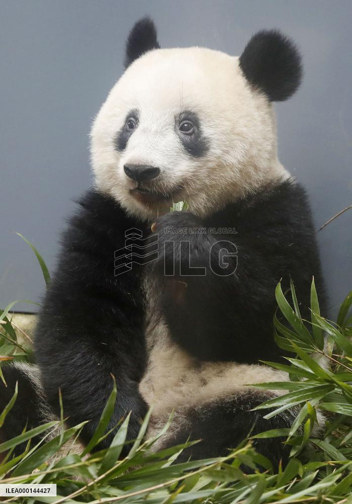 Panda at Tokyo zoo
