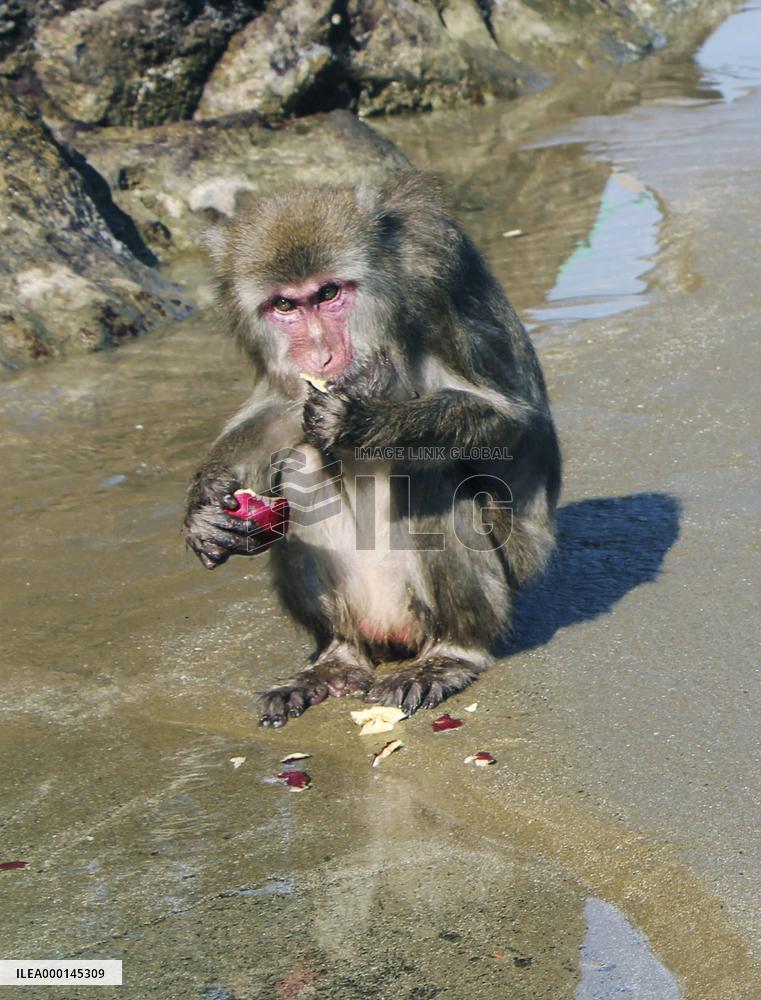 "Cultured monkeys" in southwestern Japan