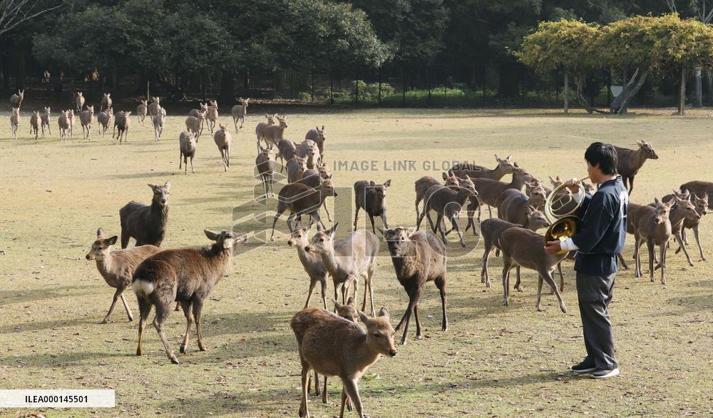 Deer at Nara Park