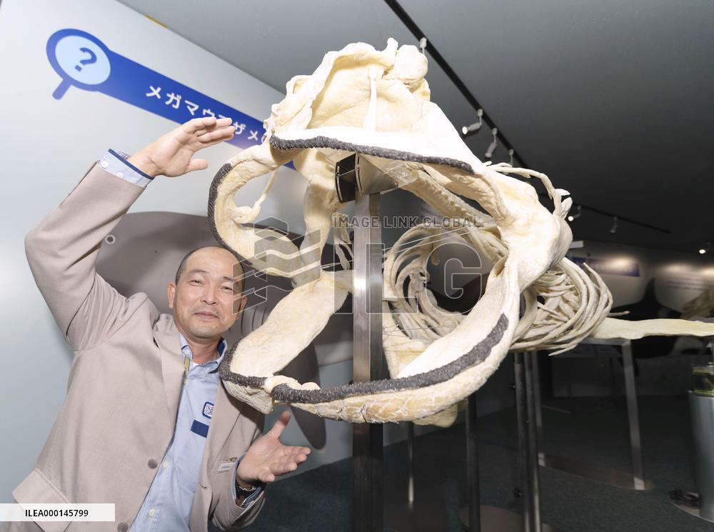 Replica of megamouth shark skeleton