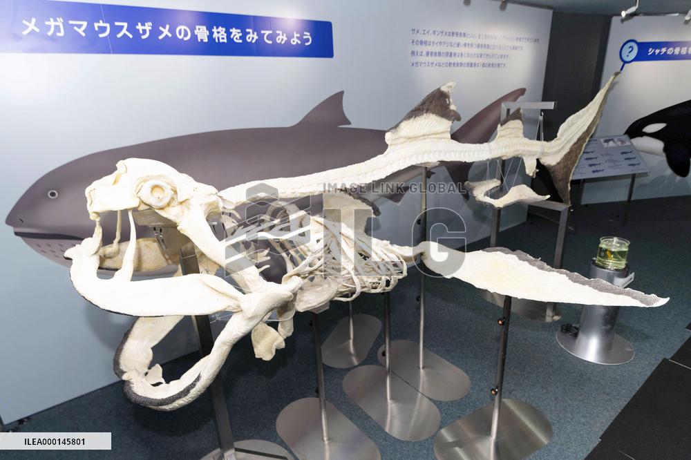 Replica of megamouth shark skeleton