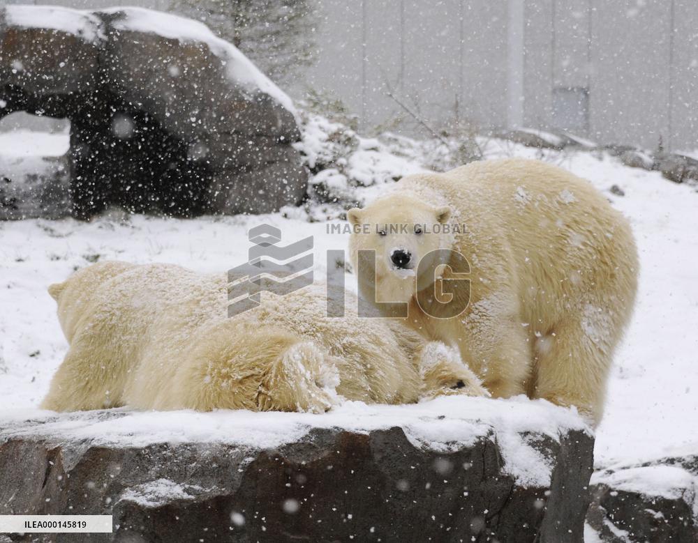 Polar bear at zoo in northern Japan