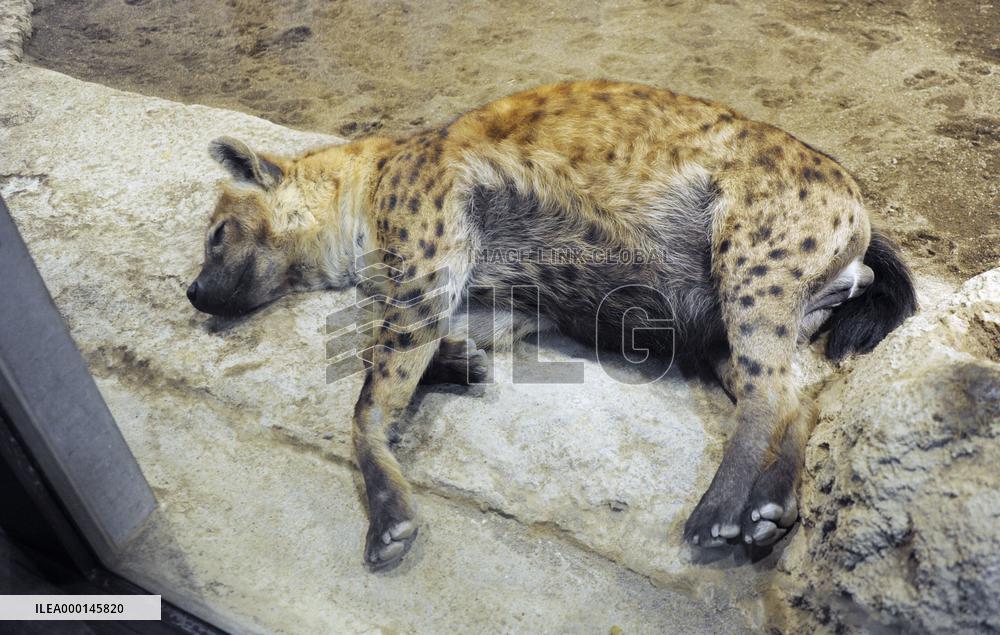 Hyena at zoo in northern Japan