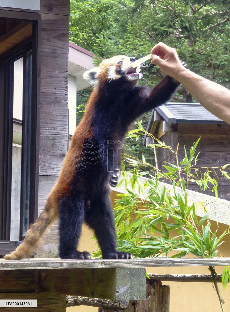Red panda at Chiba zoo